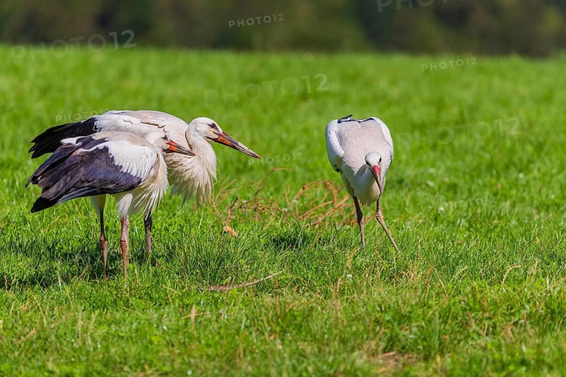 A white stork (Ciconia ciconia) family looking for food on a green meadow