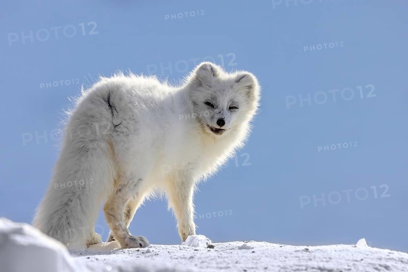 Arctic fox, white fox, polar fox (Vulpes lagopus) adult in thick winter coat hunting on snow covered tundra in spring, Svalbard, Spitsbergen