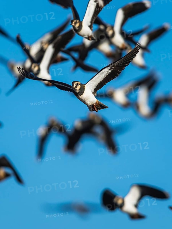 Northern Lapwing, Vanellus vanellus, birds in flight at winter on marshes