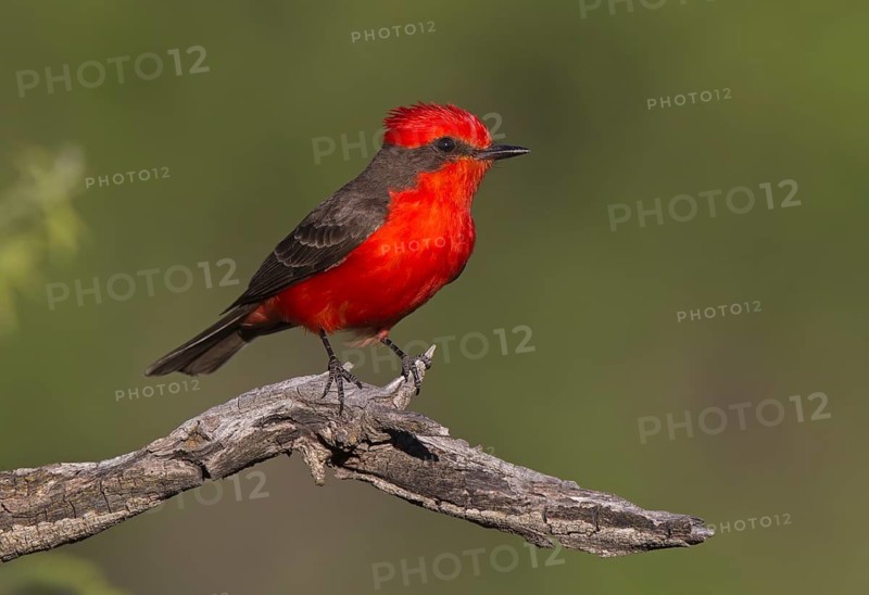 Vermilion Flycatcher (Pyrocephalus rubinus) male, Arizona, USA