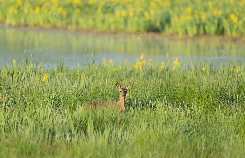 Roe deer (Capreolus capreolus), doe standing in a wet meadow, in a wetland biotope at a lake, yellow flowering marsh iris (Iris pseudacorus) in the background, Lower Saxony, Germany