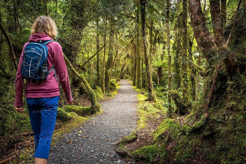 Female hiker on hiking trail through wooded landscape with mossy trees. Minnehaha Walk, Fox Glacier Area, Westland Tai Poutini National Park, West Coast, South Island, New Zealand