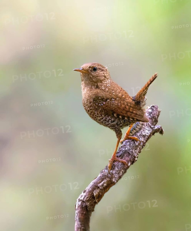 Winter Wren (Troglodytes hiemalis), Saskatchewan, Canada