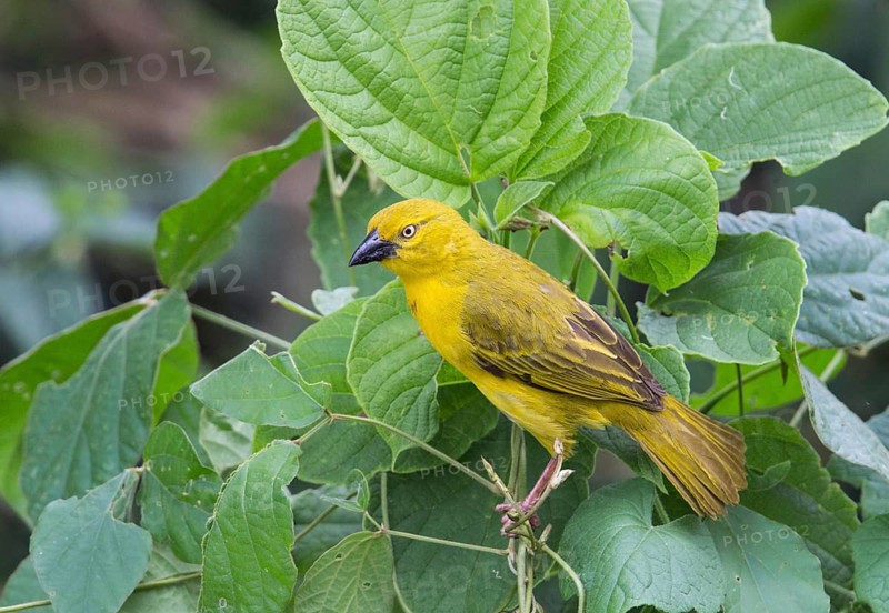Holub's Golden Weaver (Ploceus xanthops), Uganda