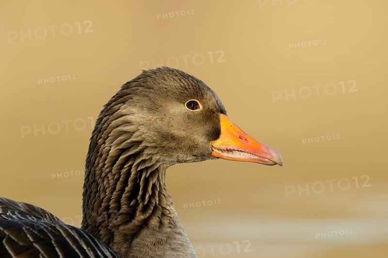 Greylag Goose, portret in golden hour at Reeuwijkse plassen Netherlands