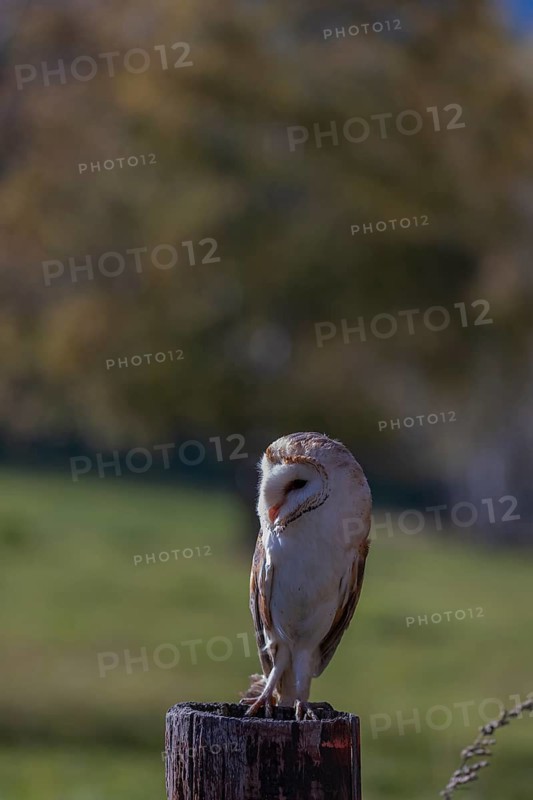 One barn owl (Tyto alba) sitting on a fence post in late evening light. Some fall foliage in the background