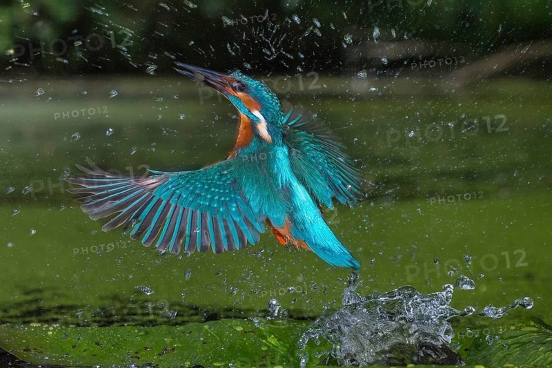 Common Kingfisher (Alcedo atthis) male fishing, Lower Saxony, Germany