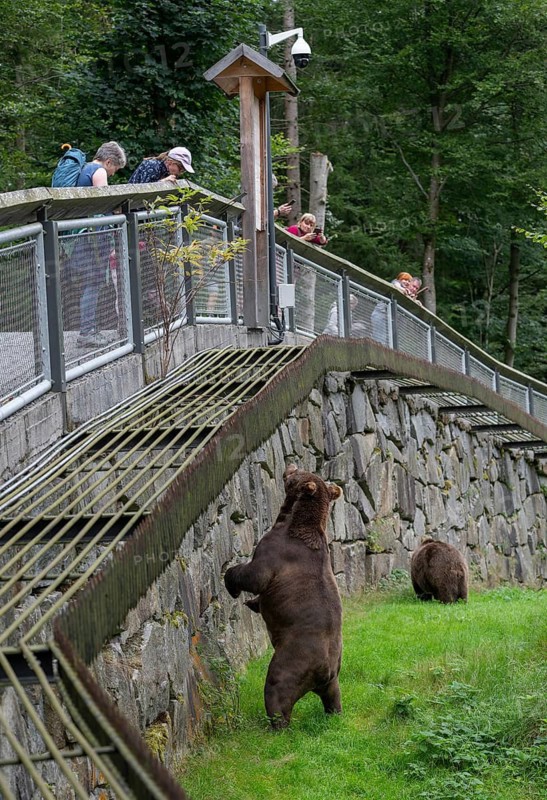 European brown bears (Ursus arctos) in the enclosure, animal enclosure, fence and visitors, Bavarian Forest National Park, Bavaria, Germany