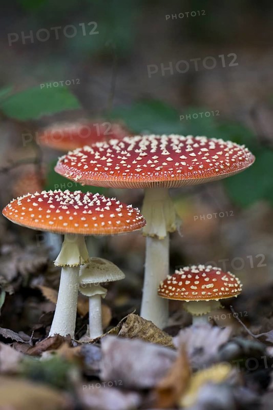 Fly agarics (Amanita muscaria), Emsland, Lower Saxony, Germany