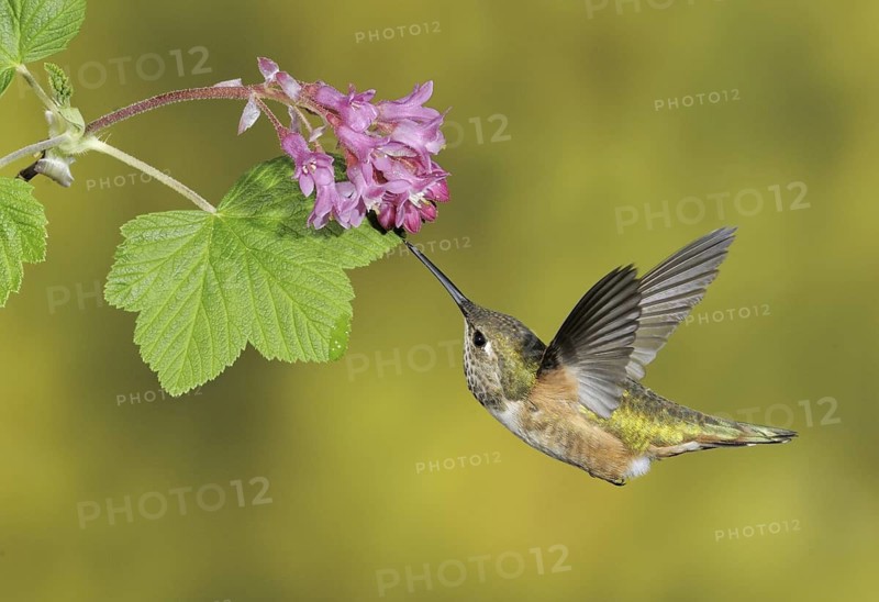 Rufous Hummingbird (Selasphorus rufus) female, British Columbia, Canada
