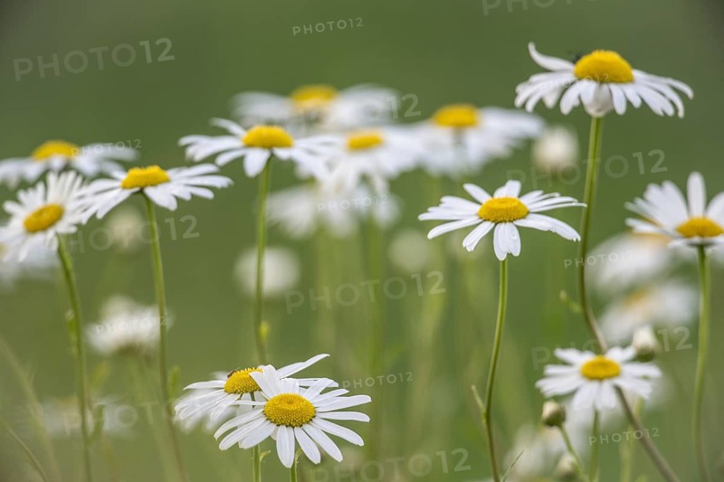 Ox-eye daisy (Leucanthemum vulgare), Emsland, Lower Saxony, Germany