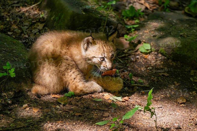 Eurasian lynx (Lynx lynx) cub (youngster) in a forest, Bavaria, Germany