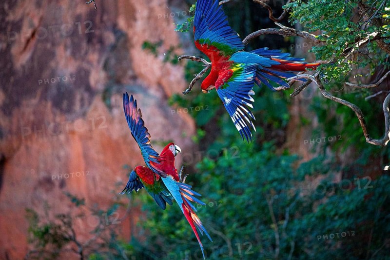 Red-and-green macaw (Ara chloropterus) Buraco das Araras Brazil