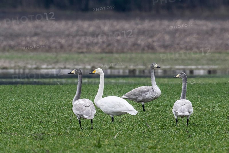 Whooper swans (Cygnus cygnus), Emsland, Lower Saxony, Germany