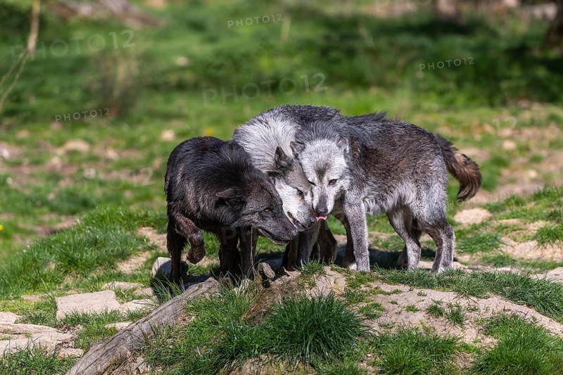 Social behaviour. Three Timberwolf, Canis lupus lycaon, greeting each other, standing in an opening of a forest on green grass