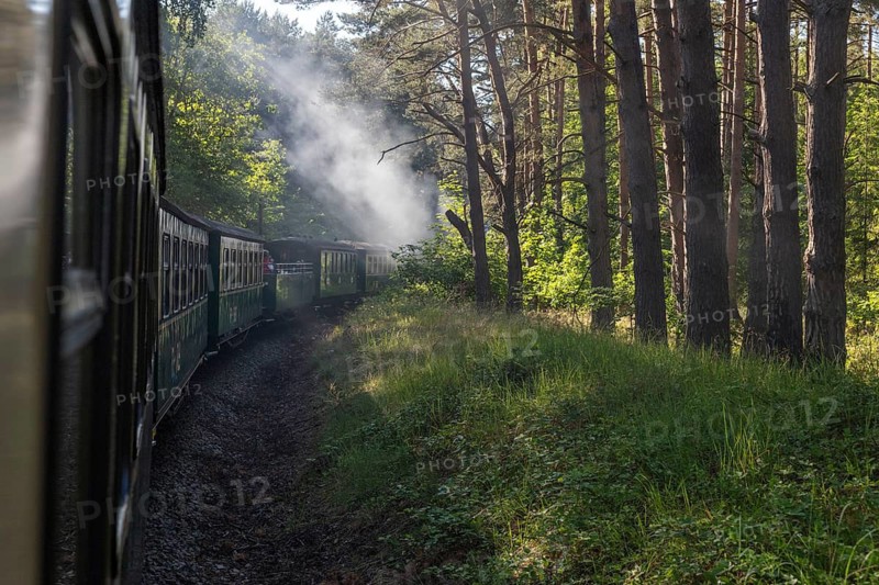 Train journey through a wooded area with smoke and sunshine, Rügen, Rasender Roland