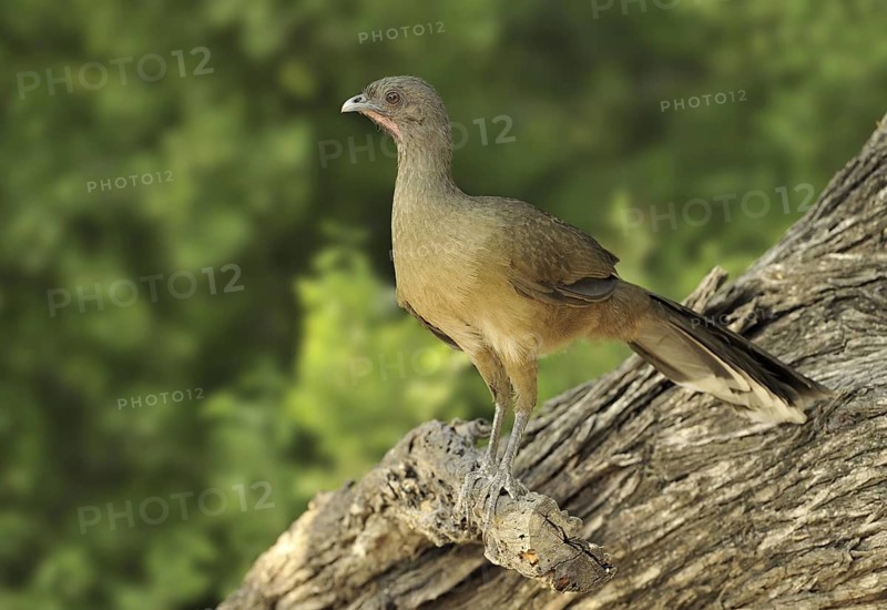 Plain Chachalaca (Ortalis vetula mccalli), Texas, USA