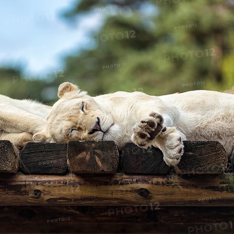 White lion (Panthera leo) resting, colour mutation, leucism, captive, Safaripark, Safariland Stukenbrock, Schloss Holte-Stukenbrock, North Rhine-Westphalia, Germany