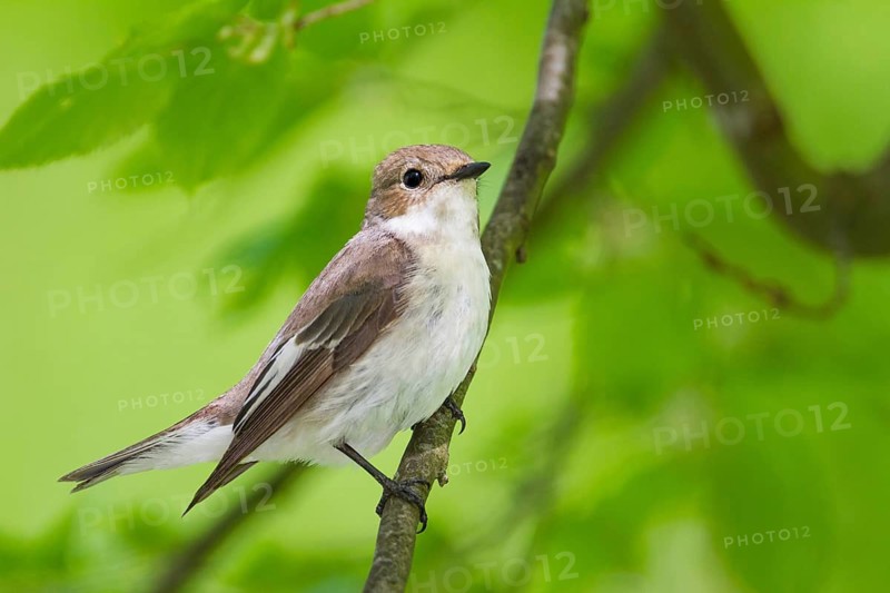 European Pied Flycatcher (Ficedula hypoleuca) female, Baden-Wuerttemberg, Germany