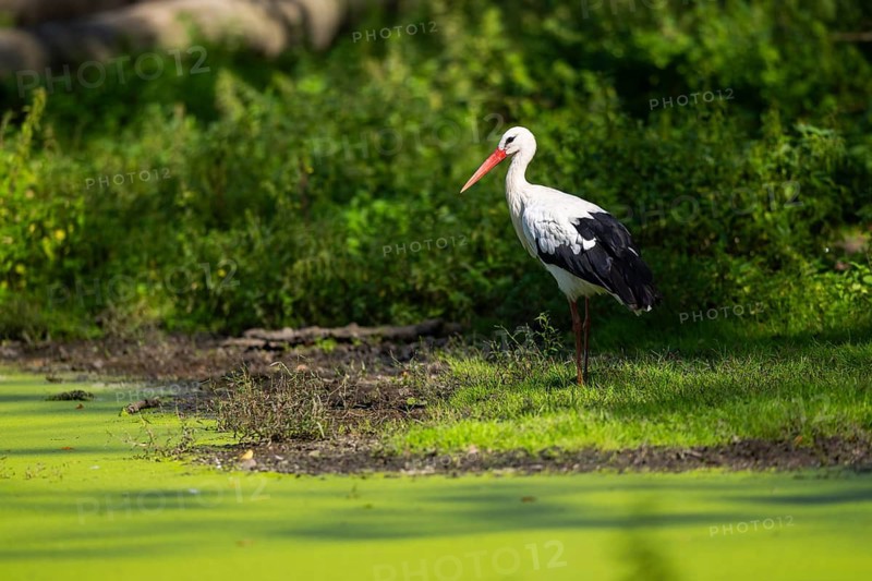 White stork (Ciconia ciconia) beside a little lake, Hesse, Germany