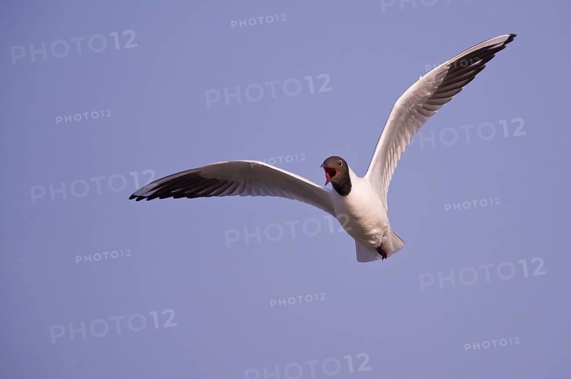 Black-headed Gull (Chroicocephalus ridibundus) flying, Texel, Netherlands