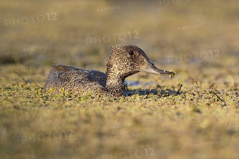 Freckled Duck (Stictonetta naevosa) female, Victoria, Australia