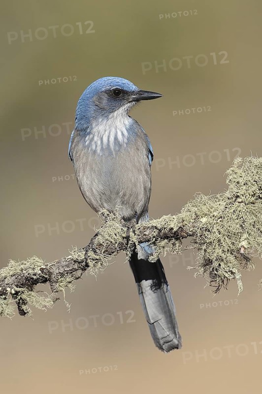 California Scrub Jay (Aphelocoma californica), New Mexico, USA