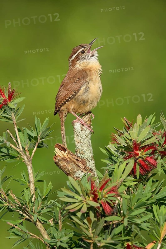 Carolina Wren (Thryothorus ludovicianus) singing, Texas, USA
