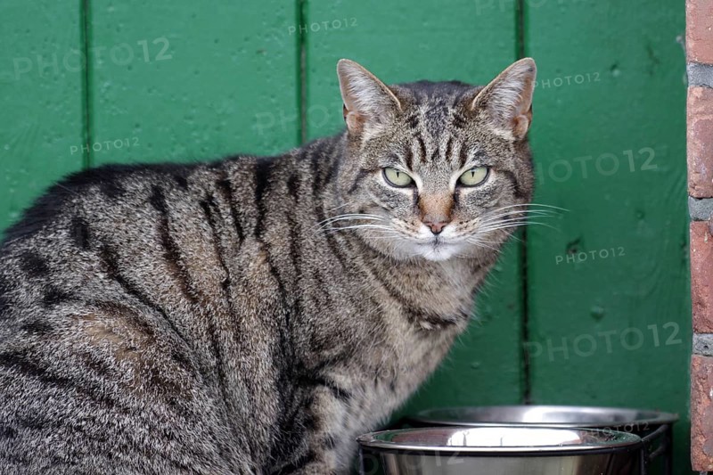 Cat (Felis catus), grey tabby, portrait, pet, food bowl, outdoor cat
