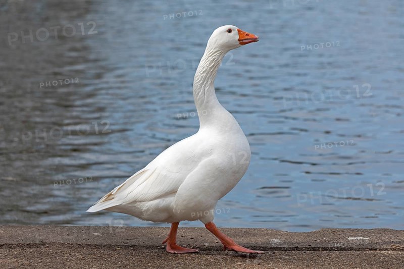 House Goose, River Avon, Stratford-upon-Avon, Warwickshire, England, United Kingdom