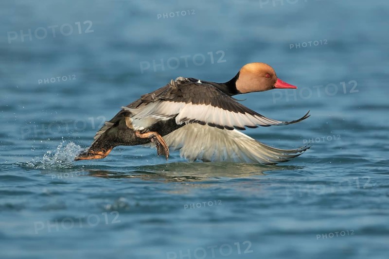 Red-crested Pochard (Netta rufina) male taking flight, West Bengal, India