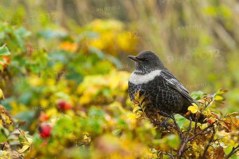 Ring Ouzel (Turdus torquatus) male, Schleswig-Holstein, Germany