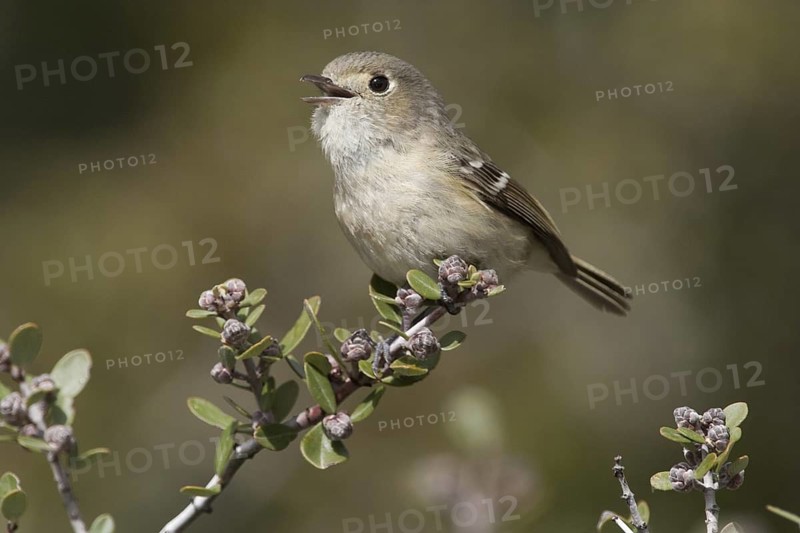 Hutton's Vireo (Vireo huttoni) male singing, California, USA