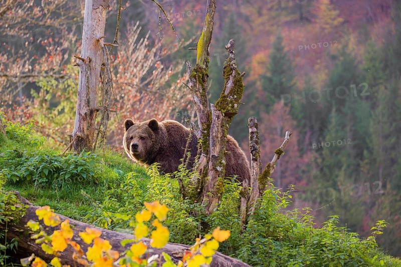 An adult female brown bear (Ursus arctos arctos) walks on a hilly terrain with trees and rocks