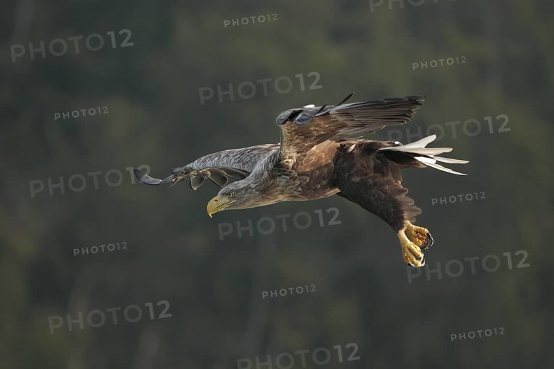 Seeadler; lat. Haliaeetus albicilla; Männchen im Flug mit hängenden Fängen vor dunklem Wald im Hintergrund