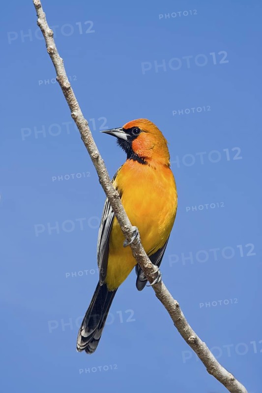 Streak-backed Oriole Icterus pustulatus Sayulita, Nayarit, Mexico 17 January Adult Male Icteridae