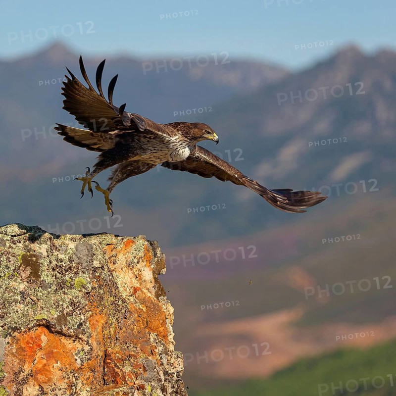 Bonelli's eagle (Hieraaetus fasciatus), Aigle de Bonelli, Águila-azor Perdicera, Tawi Atayr, Salalah, Dhofar, Oman
