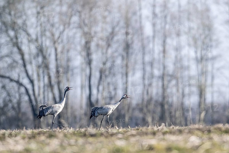Cranes (Grus grus), Emsland, Lower Saxony, Germany