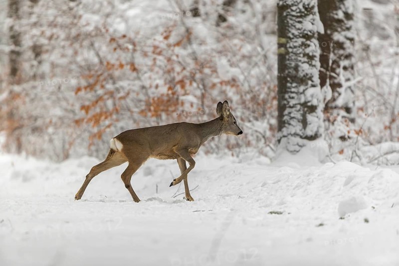 One young male Roe Deer, Roe buck (Capreolus capreolus), walking through a forest in deep snow. Trees in the background