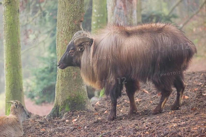 A male Himalayan Tahr (Hemitragus jemlahicus) stands in the forest on a foggy day