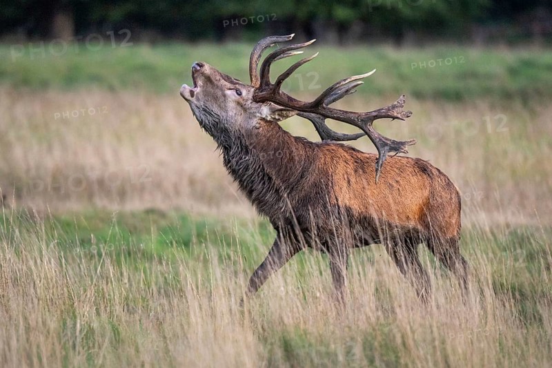Red deer (Cervus elaphus) in rut, roaring, hunting, Klamptenborg, Copenhagen, Denmark