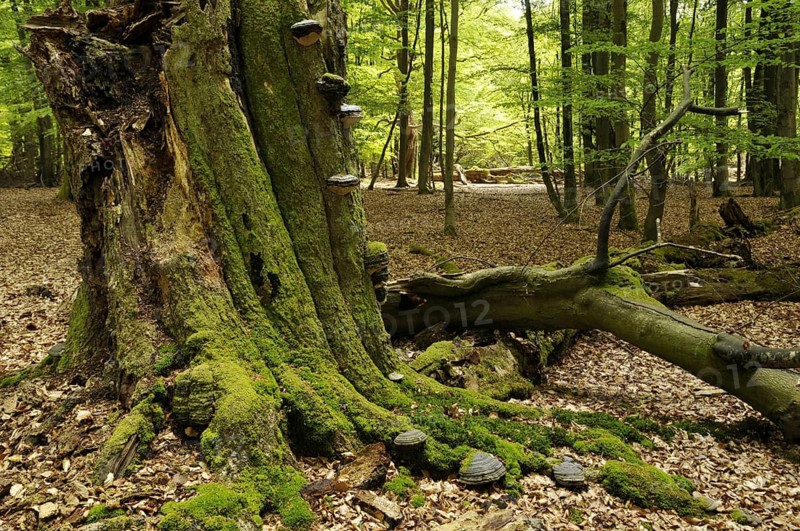 Tinder fungus, (Fomes fomentarius) tree fungus on a beech, (Fagus) deadwood in Reinhardswald, Hesse, Germany