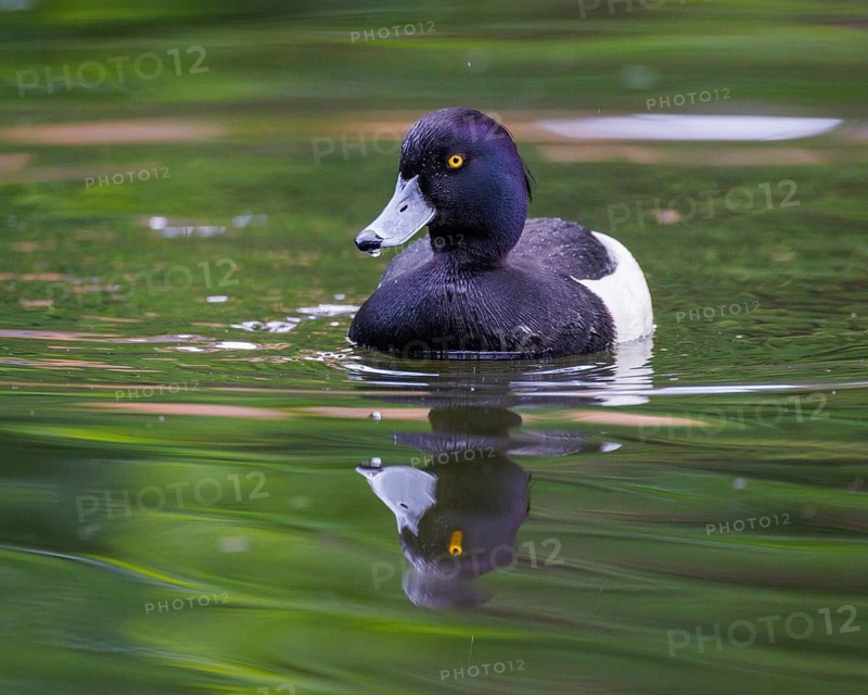 Tufted duck (Aythya fuligula), Germany