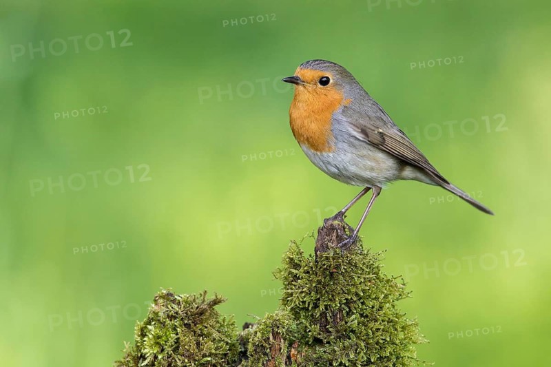 European Robin (Erithacus rubecula) perched on a mossy stump, Poland