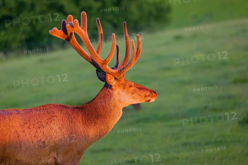 Portrait of an Altai maral stag, Altai wapiti or Altai elk (Cervus canadensis sibiricus) in the first light of the day