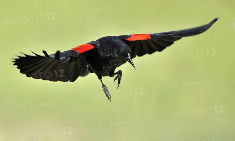 Red-winged Blackbird (Agelaius phoeniceus) male flying, British Columbia, Canada