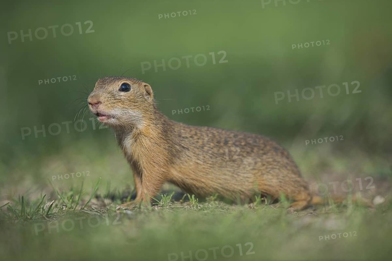 European Ground Squirrel (Spermophilus citellus), Austria