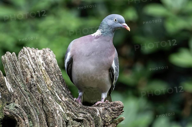 Woodpigeon (Columba oenas), Emsland, Lower Saxony, Germany