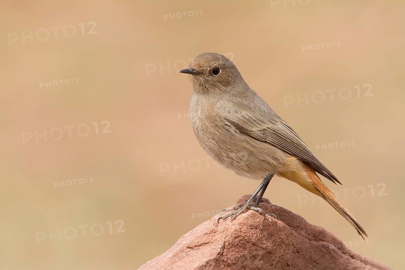 Black Redstart (Phoenicurus ochruros) female, Morocco