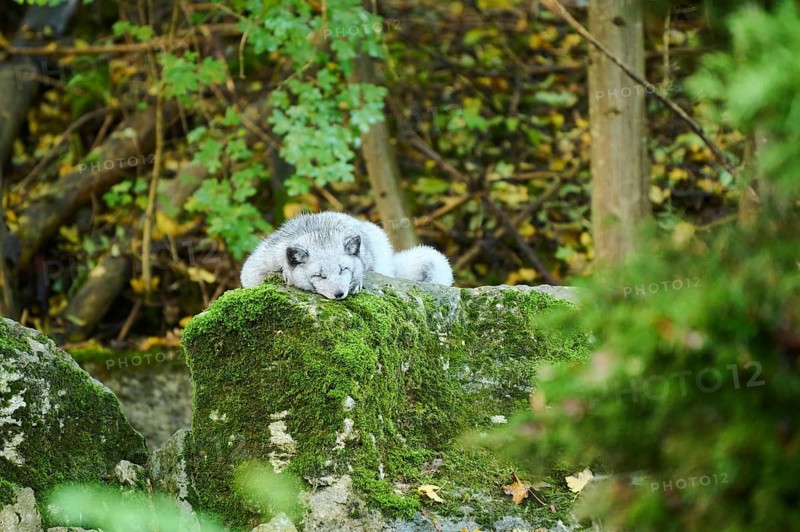 Arctic fox (Vulpes lagopus) on a rock, Bavaria, Germany